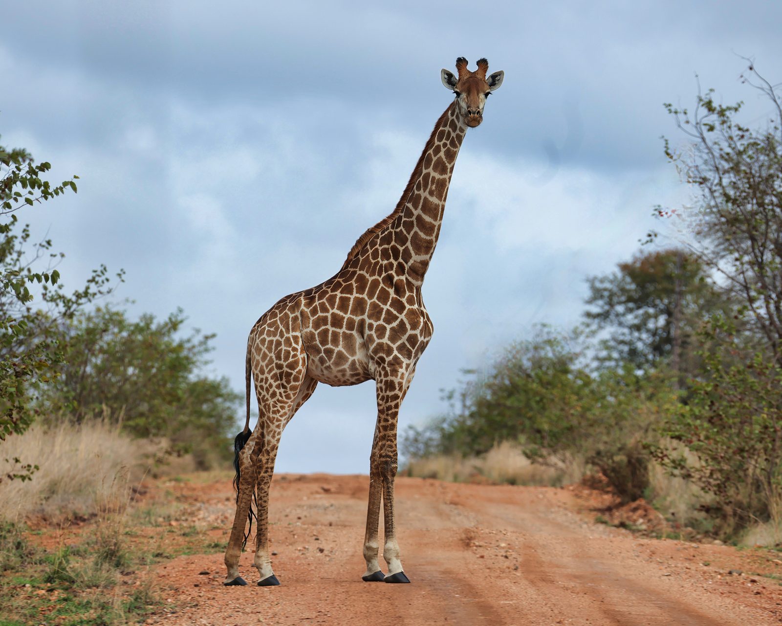 Giraffe portrait, dirt road, Kruger