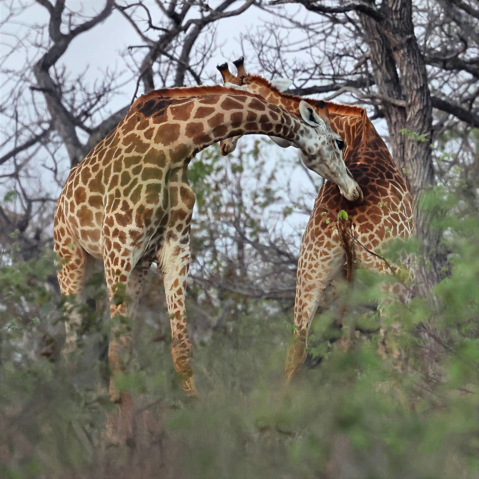 Giraffes, necking, embrace, Kruger