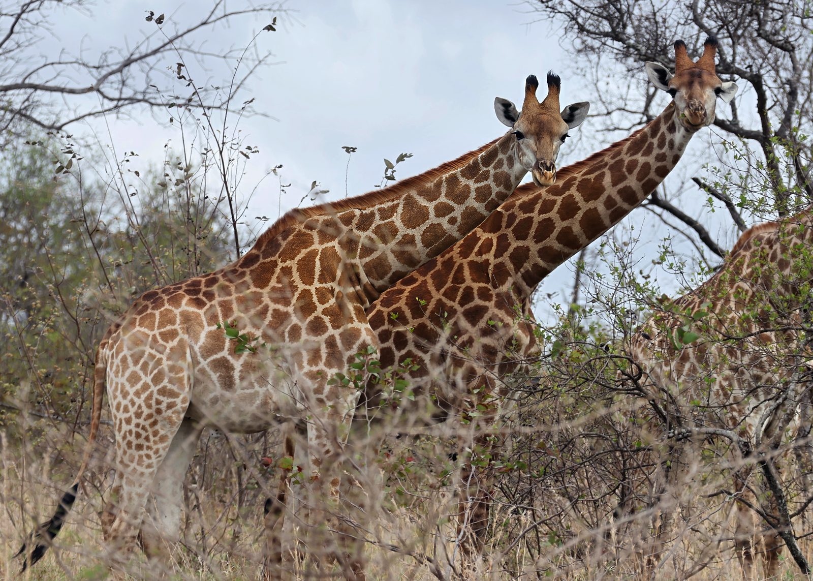 Giraffes, necking pair, gaze, Kruger
