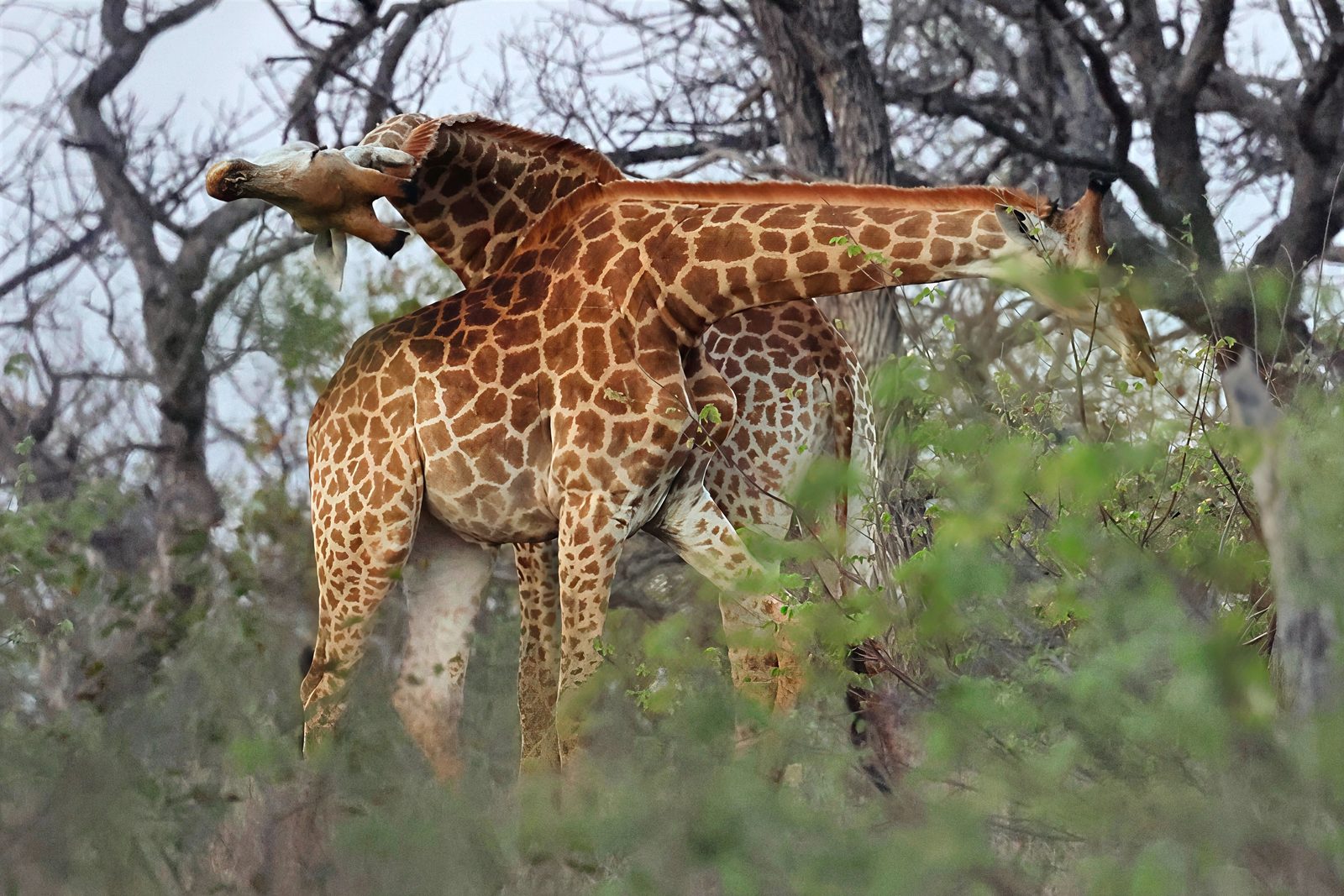 Giraffes, necks crossed, in a grove, Kruger