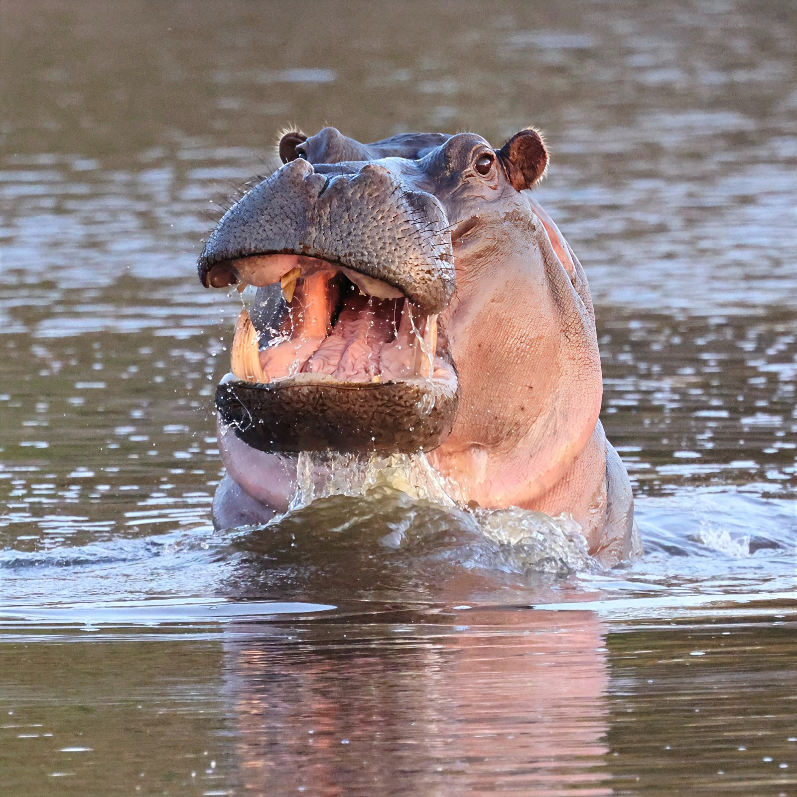 Hippo, surging from the water, mouth open, Kruger
