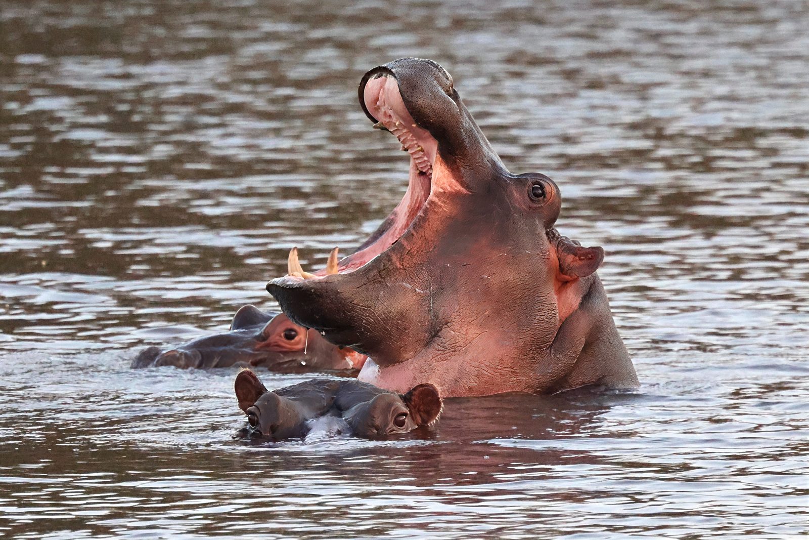 Hippo yawning wide with a calf alongside, Greater Kruger