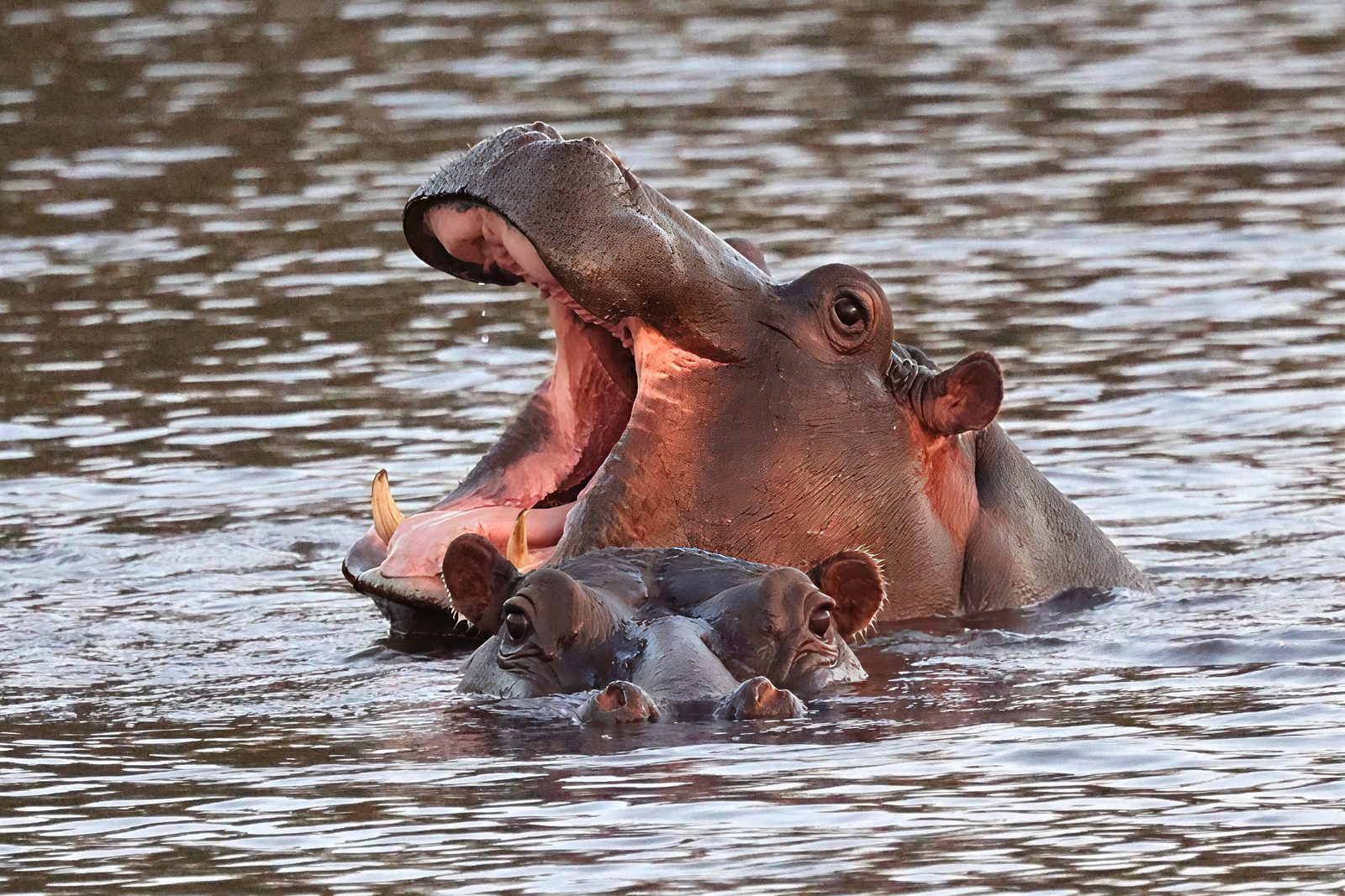 Hippo, yawning, calf alongside, Kruger