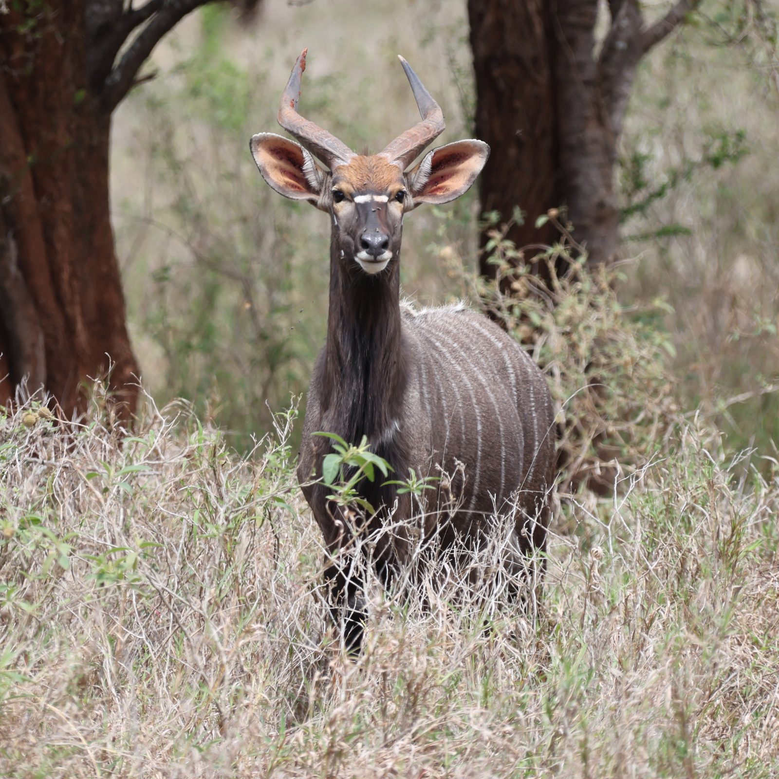 Kudu bull portrait, ears forward, Kruger