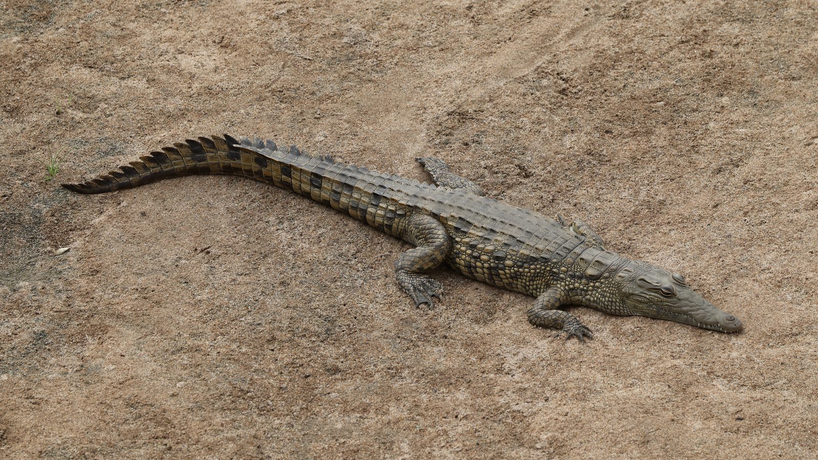 Nile crocodile, basking, Kruger