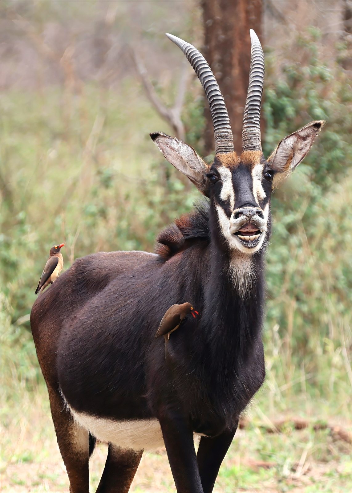 Sable antelope, with oxpeckers, frontal, Kruger