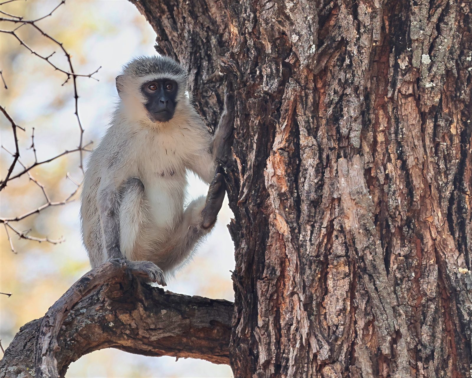Vervet monkey, tree trunk portrait, Kruger