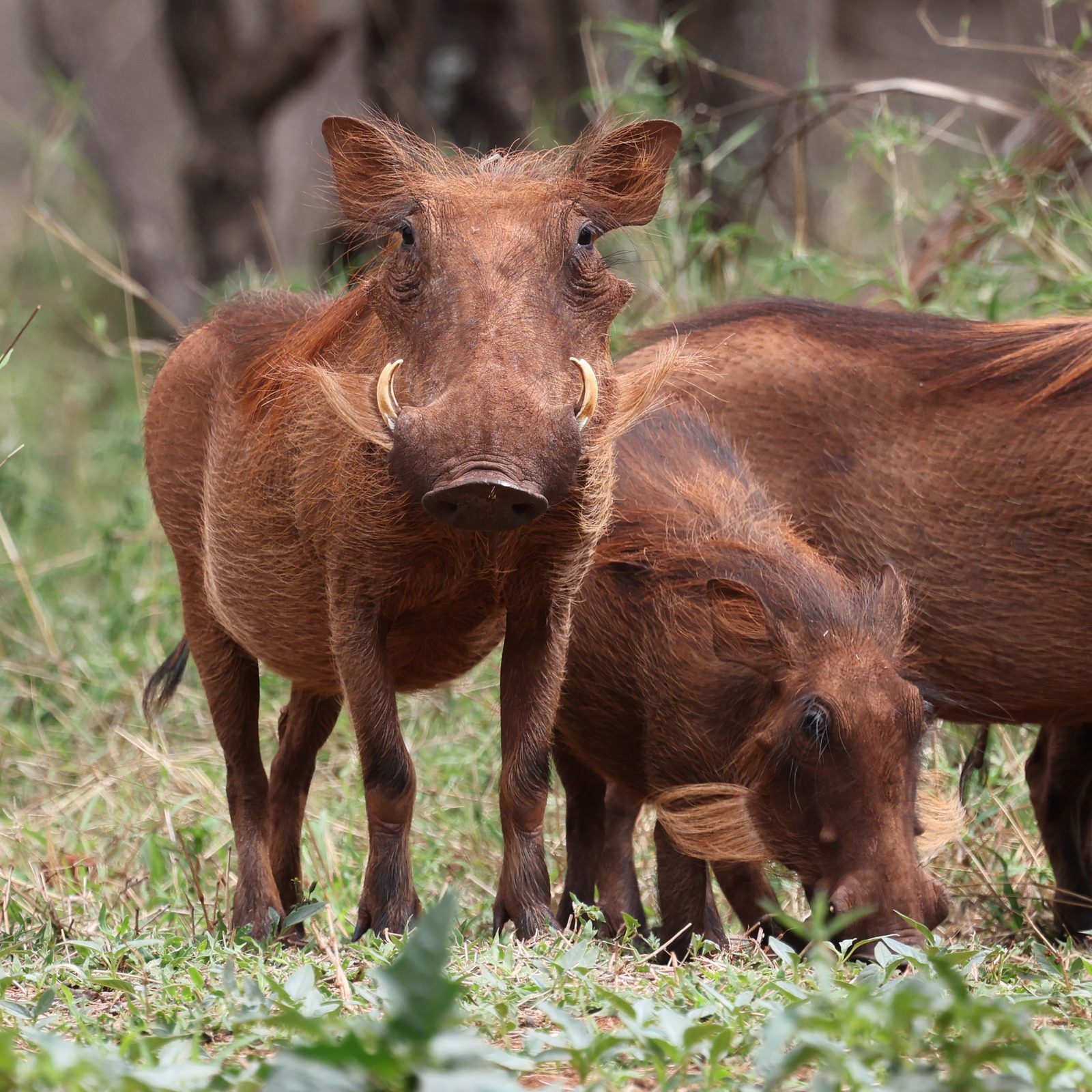 Warthog family, trio grazing, Kruger