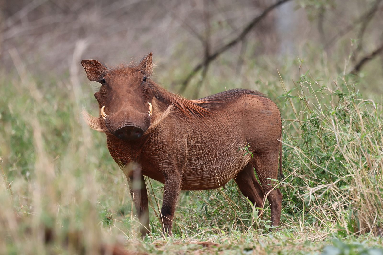 Warthog portrait, direct gaze, Kruger