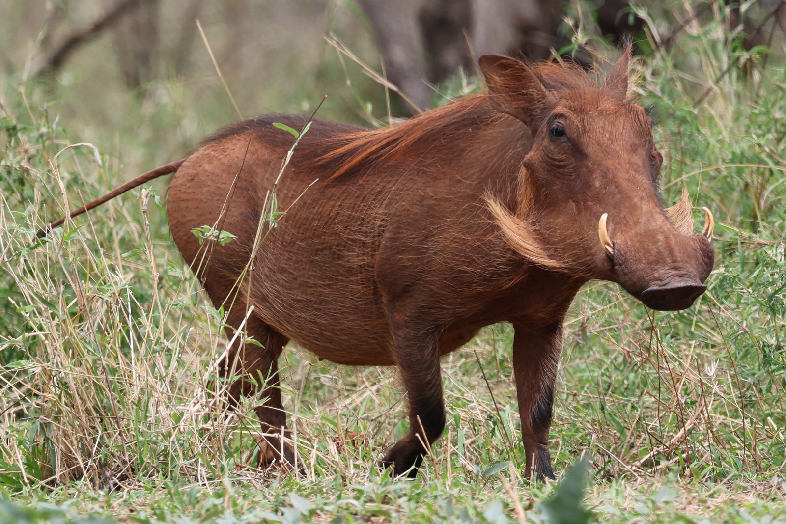 Warthog, profile, walking through grass, Kruger