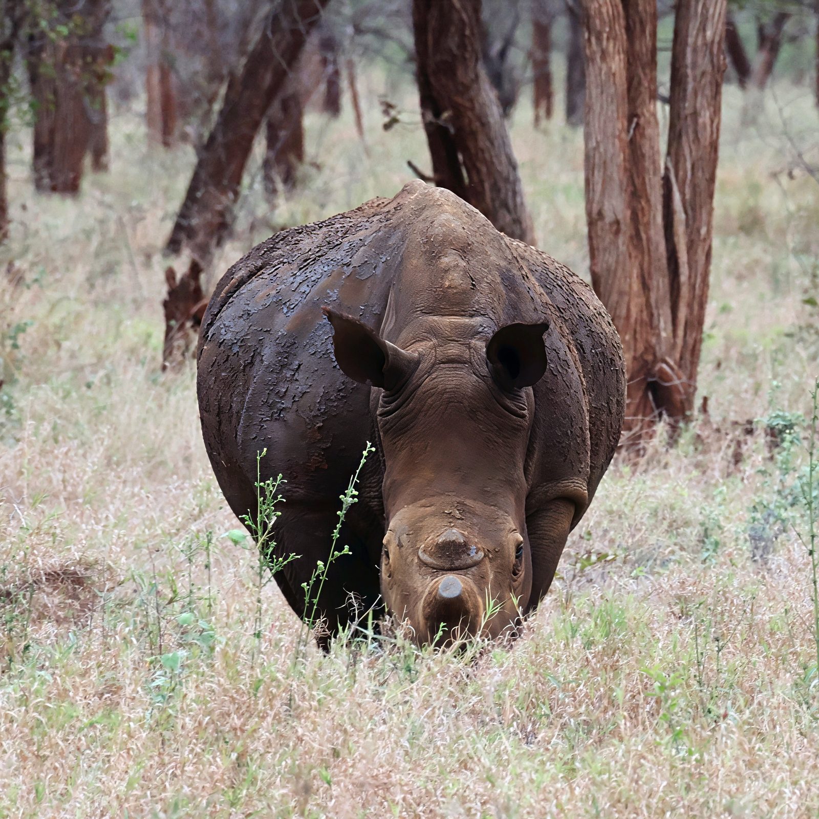 White rhino, frontal approach, Kruger