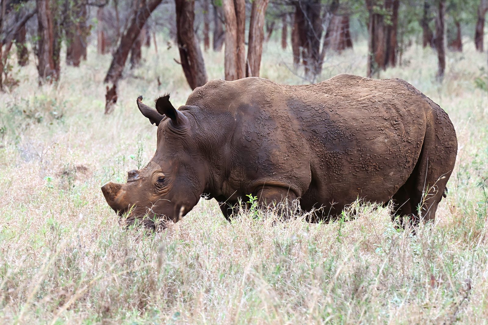 White rhino, grazing, profile, Kruger