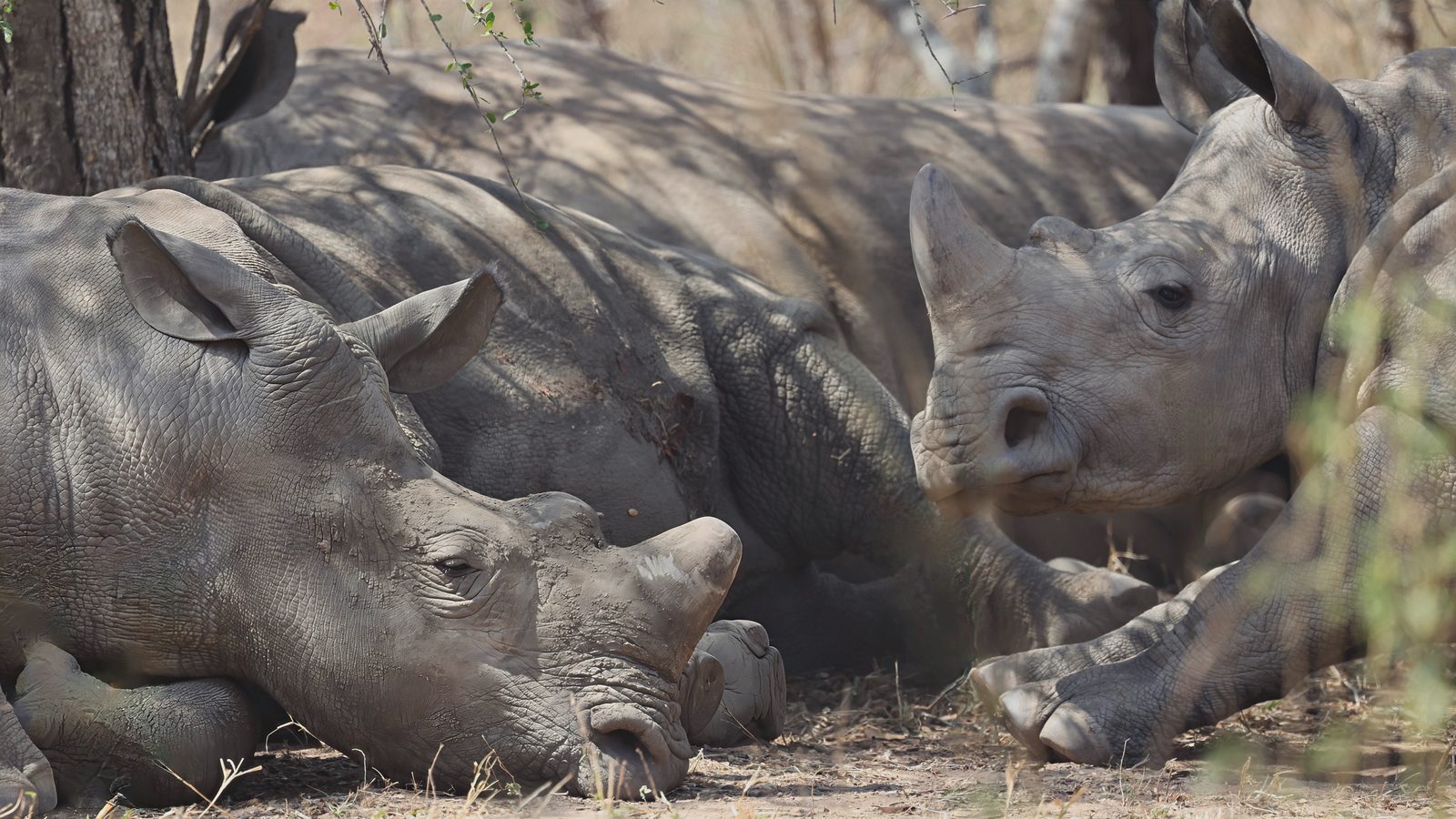 White rhinos, resting group, in shade, Kruger