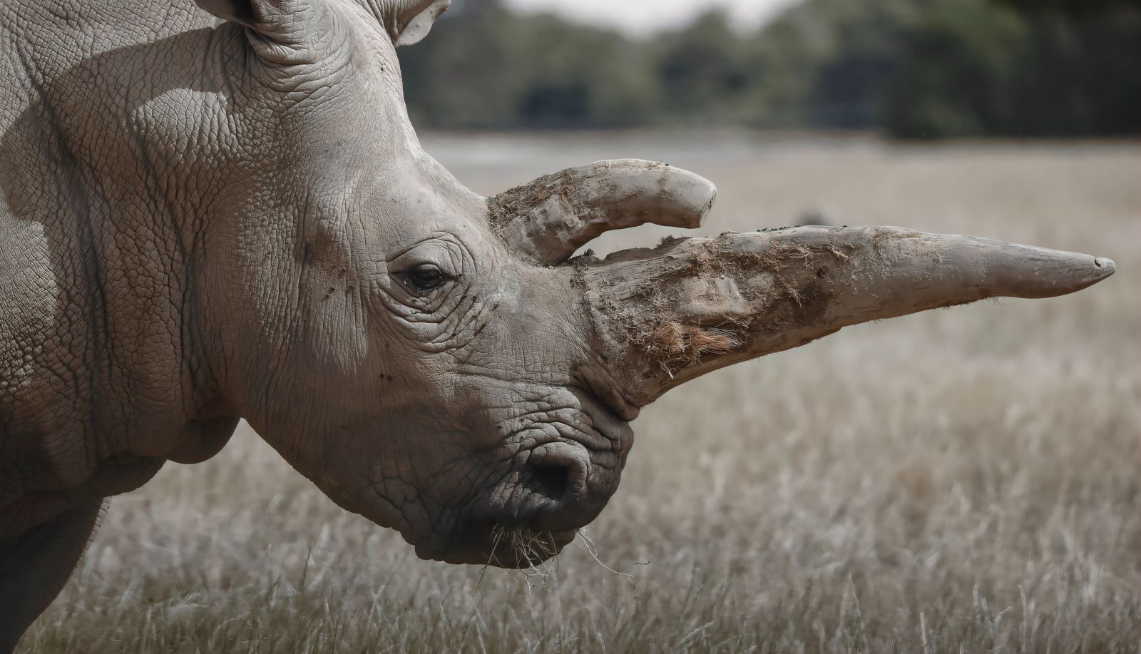 White Rhino, South Africa