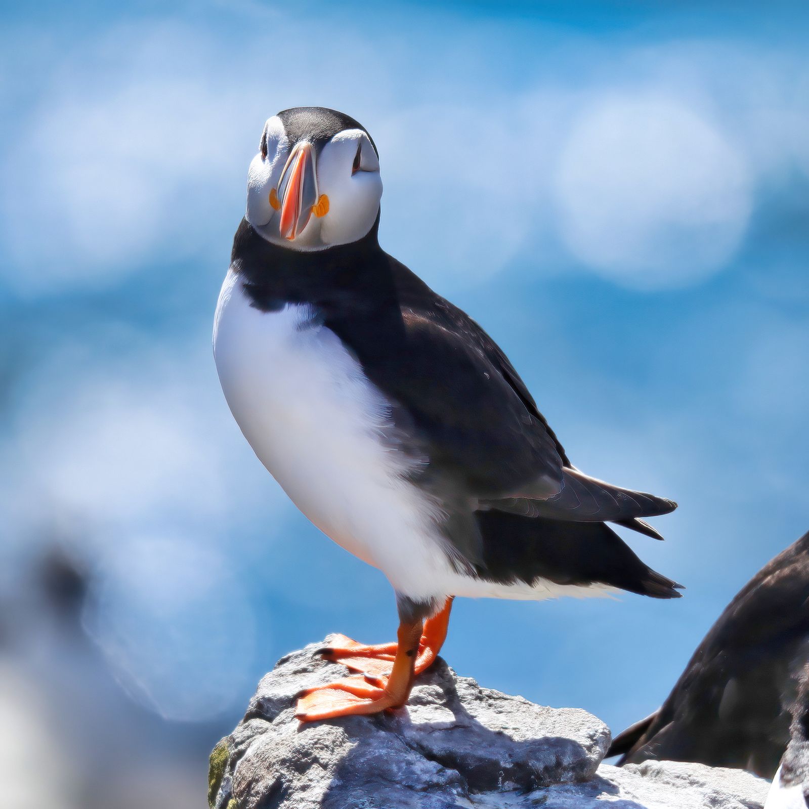 Atlantic puffin, Farne Islands, UK