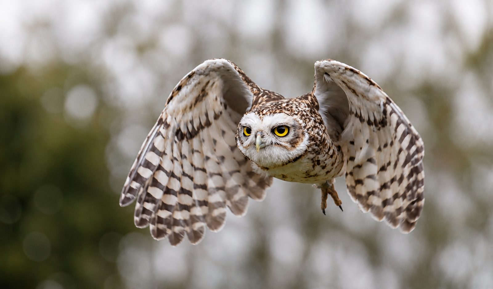 Little owl in flight, UK