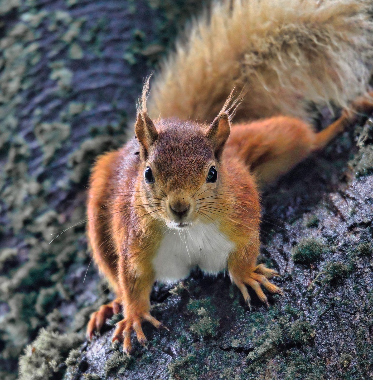 Red squirrel, Northumberland, UK