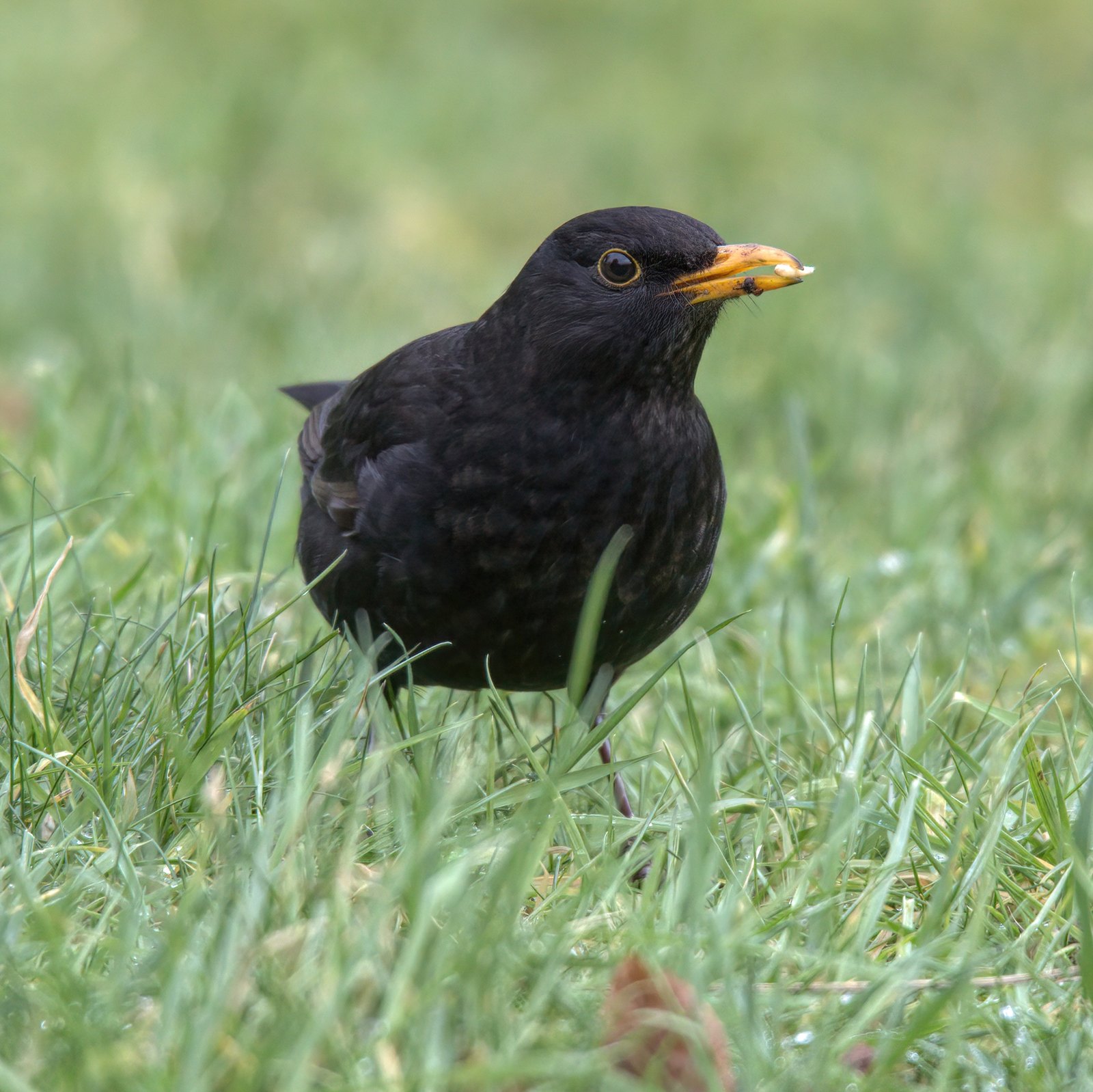 Male blackbird in grass with food in its beak, UK