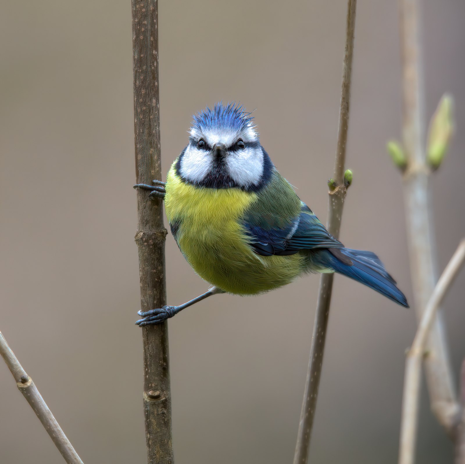 Blue tit clinging to a stem, looking straight at the camera, UK