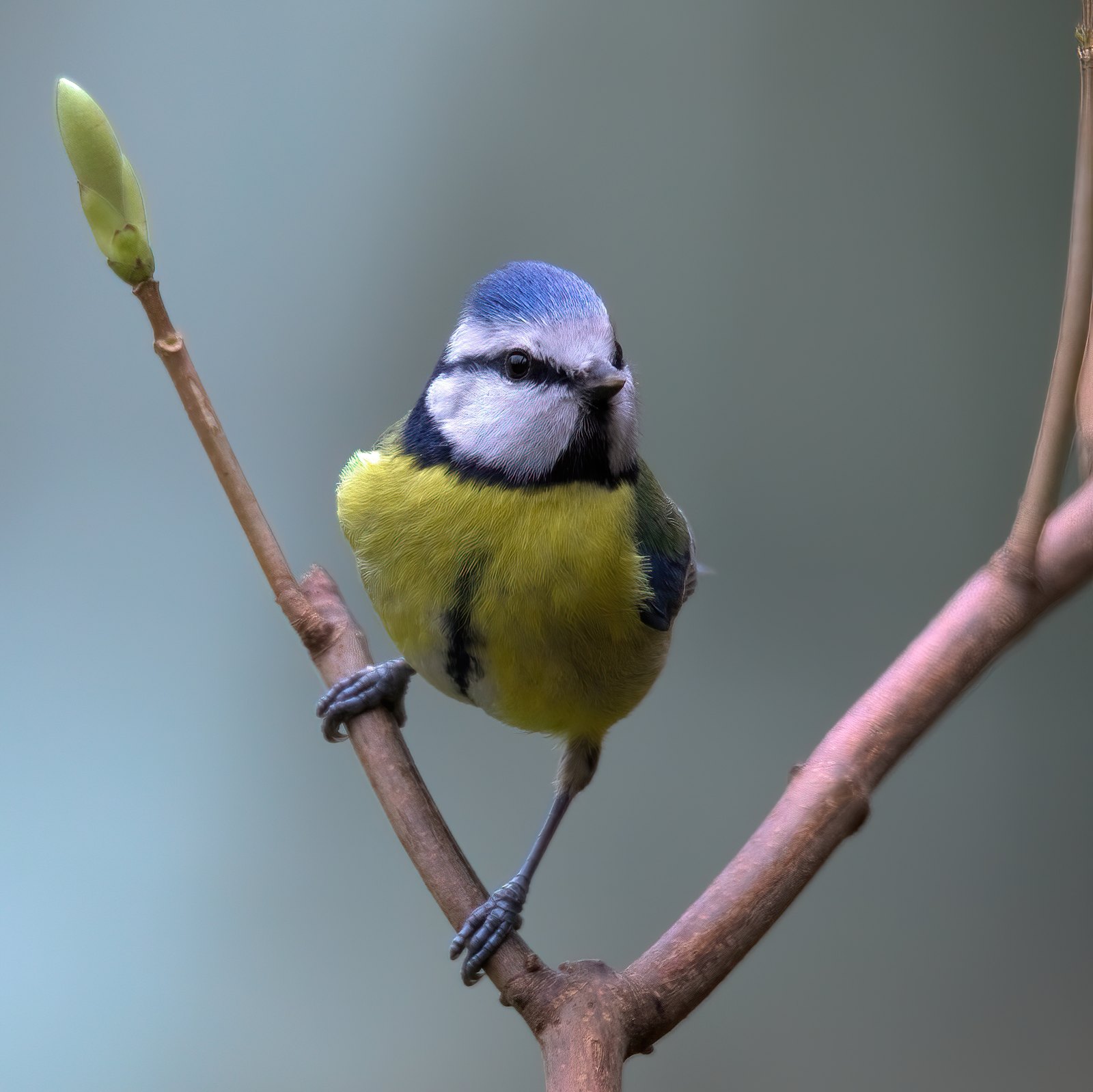 Blue tit perched in the fork of a budding branch, UK