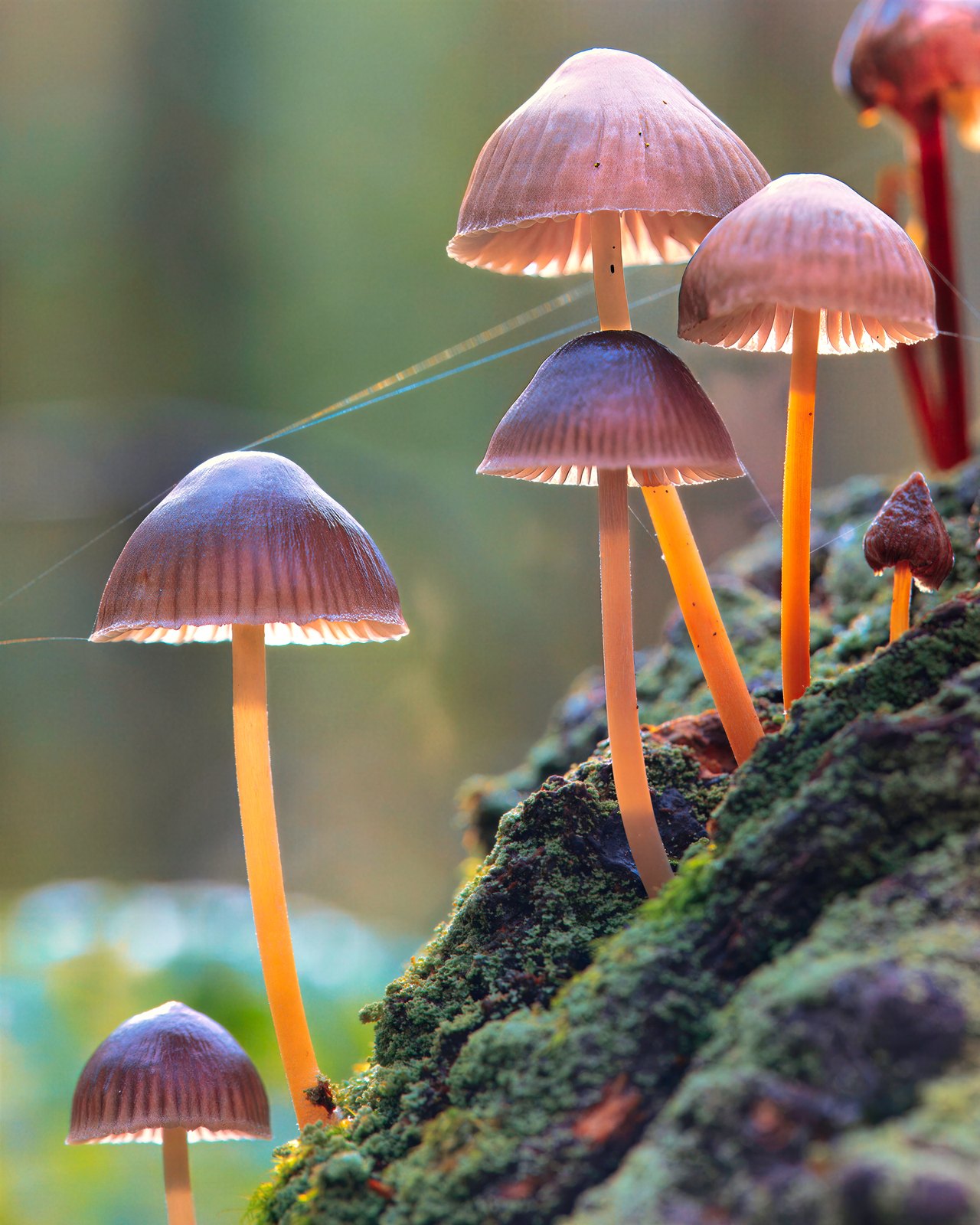 Delicate bonnet fungi on a mossy log, Nottinghamshire, UK
