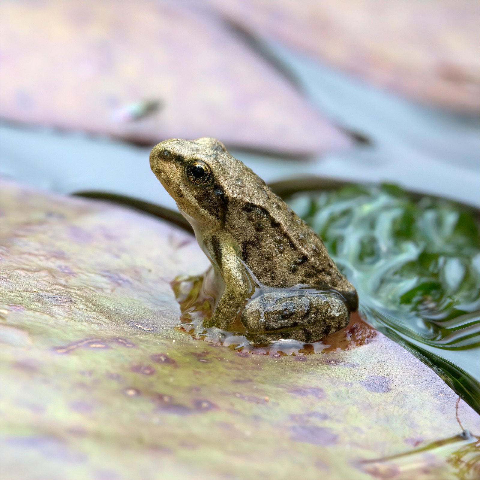 Young common frog sitting on a lily pad, UK
