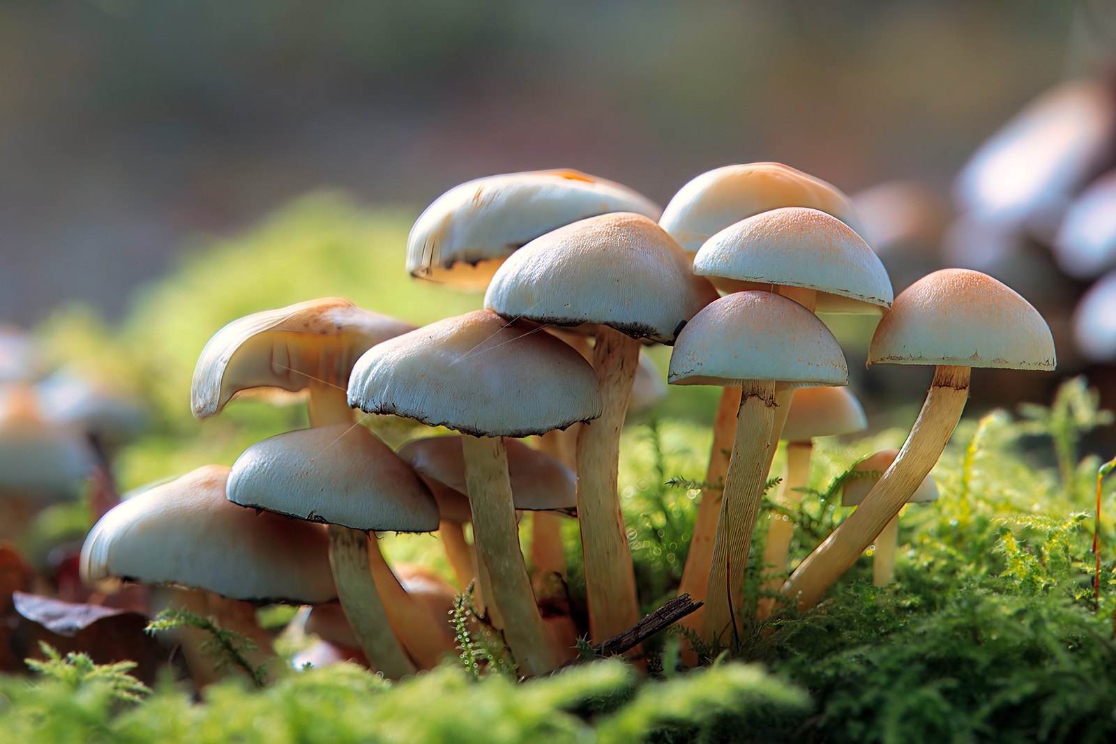 Cluster of woodland fungi growing from moss, Nottinghamshire, UK