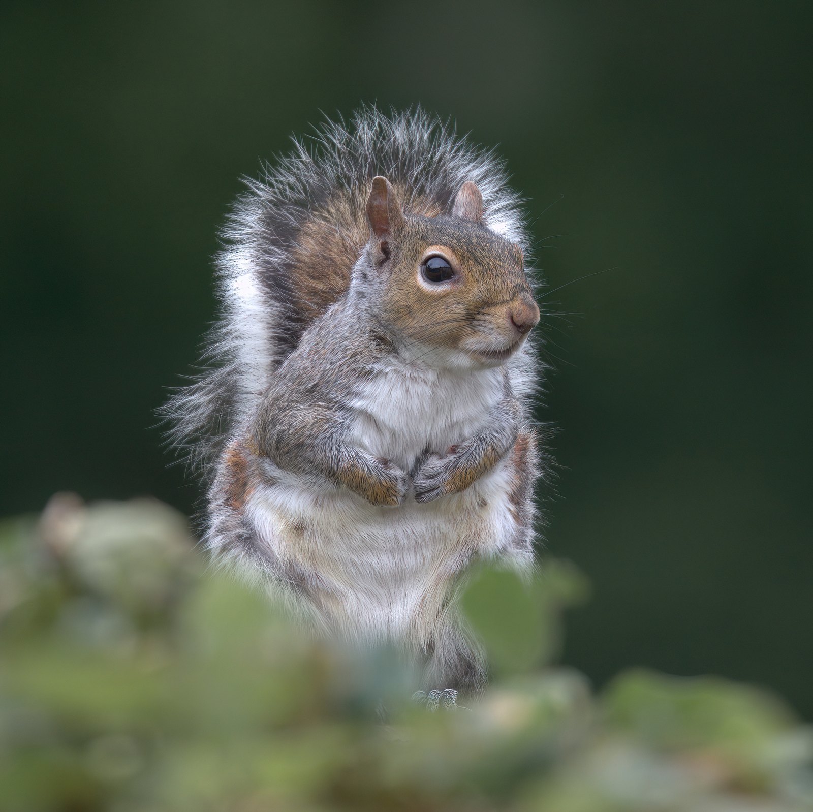Grey squirrel sitting upright among leaves, Leicestershire, UK