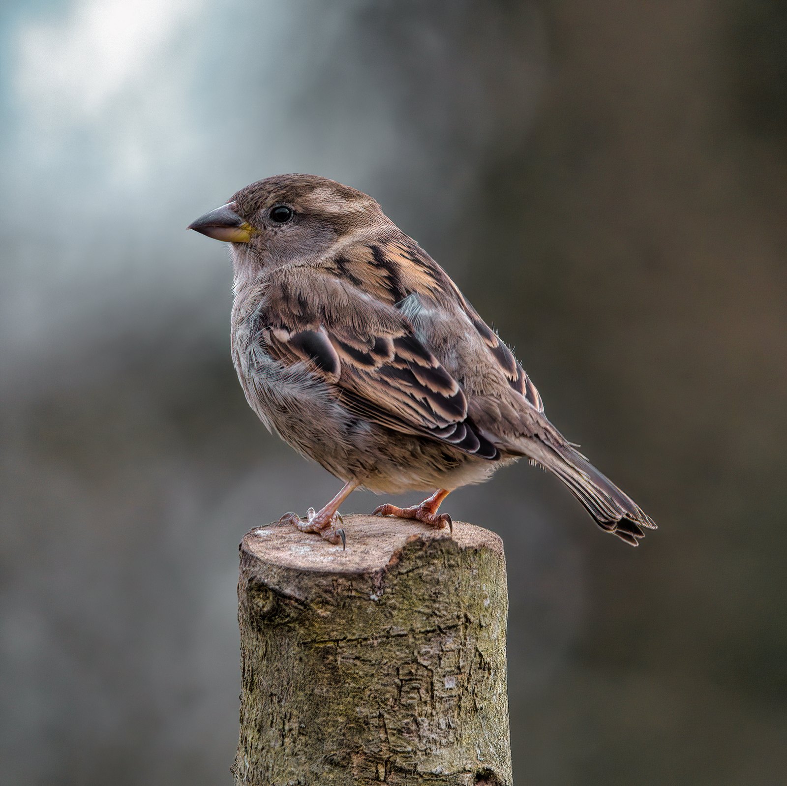 House sparrow perched on a cut post, UK