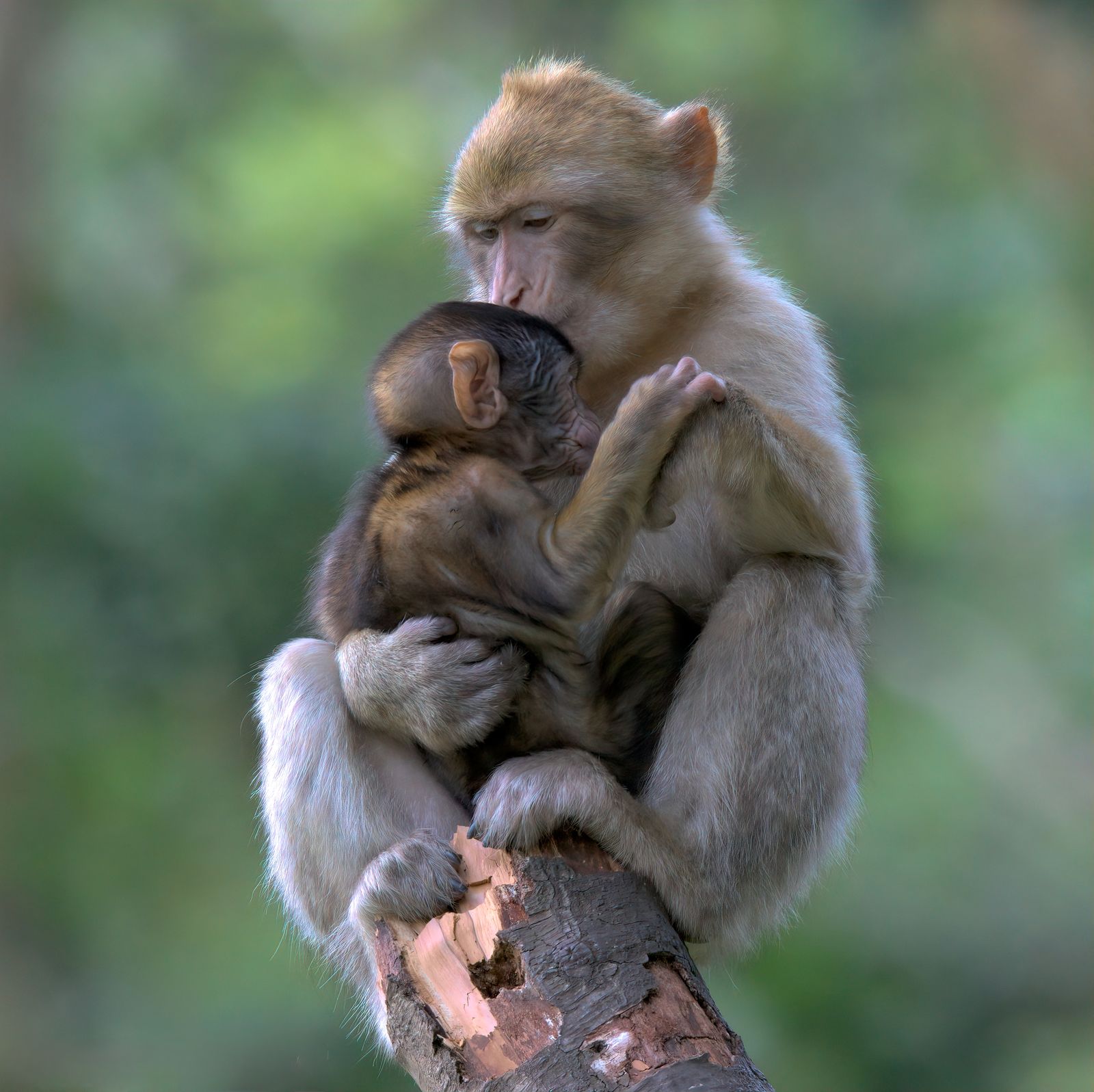 Barbary macaque and infant, UK
