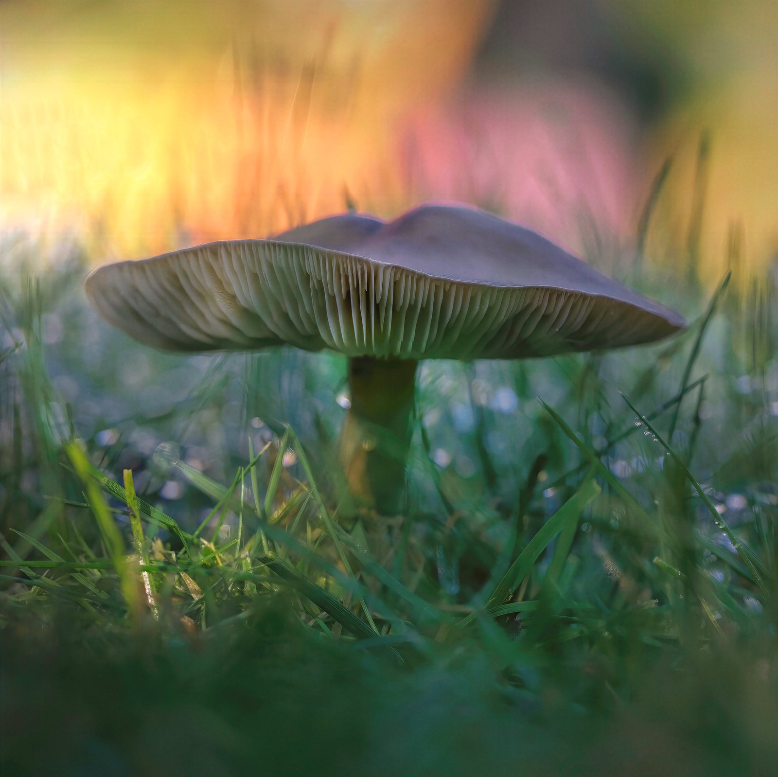 Single toadstool in dewy grass, lit from behind, Nottinghamshire, UK