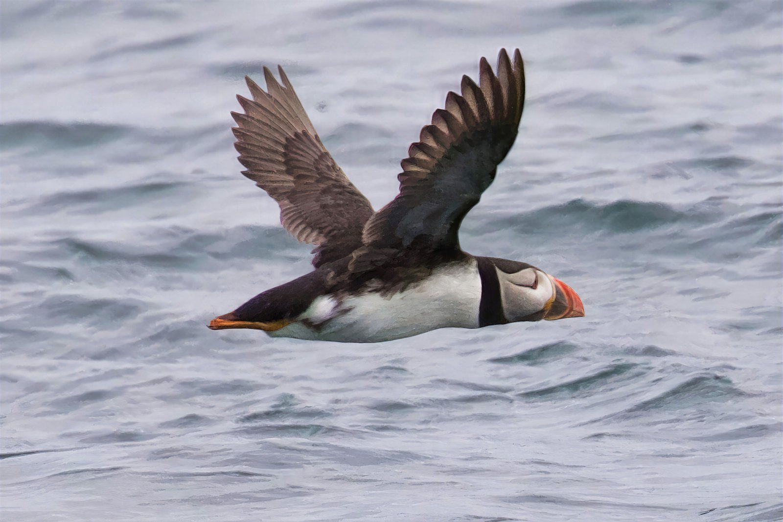 Atlantic puffin in flight low over the sea, Farne Islands, UK