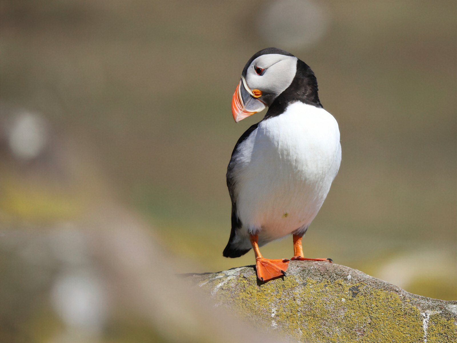 Atlantic puffin standing on a lichen-covered rock, Farne Islands, UK