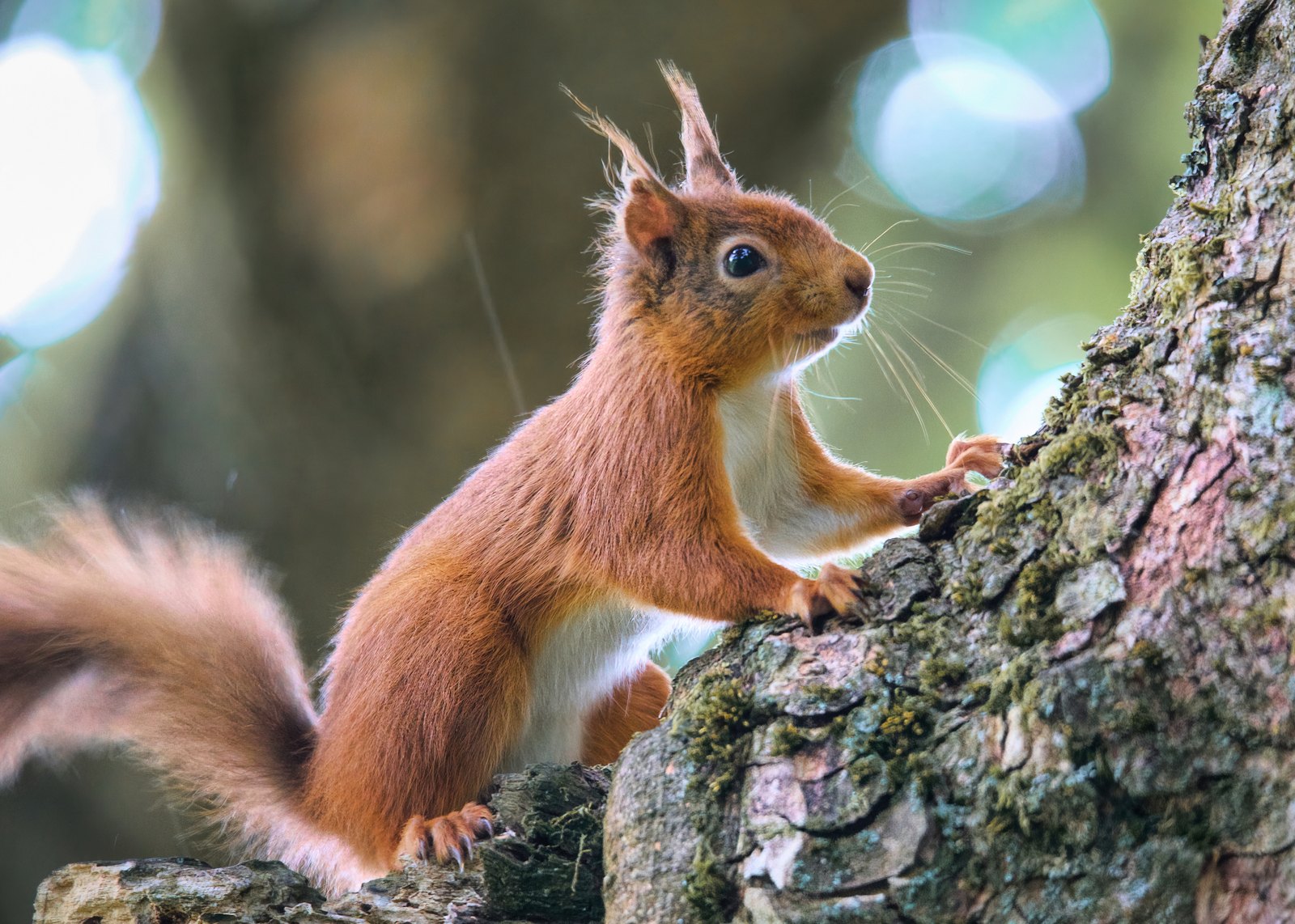 Red squirrel climbing a mossy tree trunk, Cumbria, UK