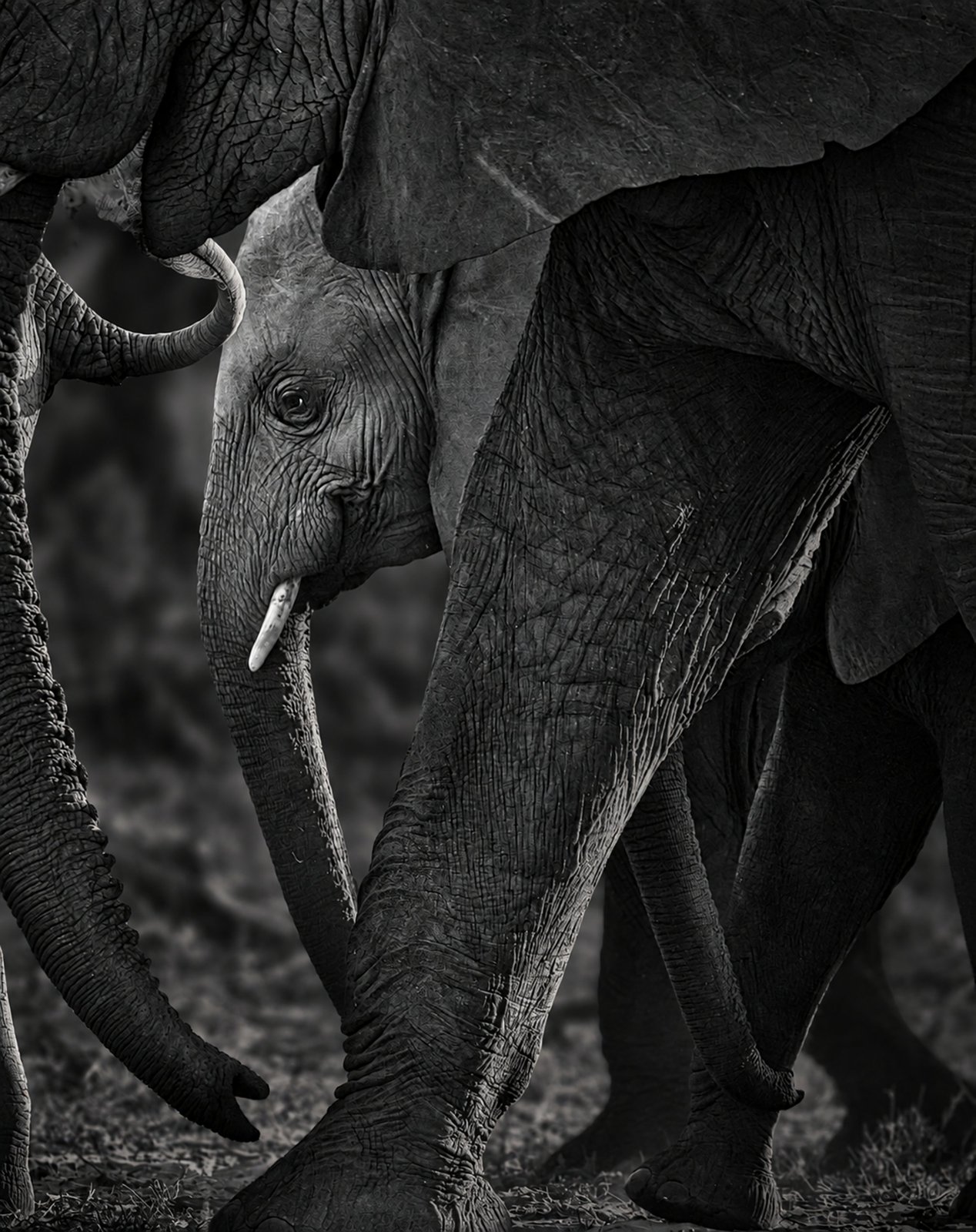 Elephants in Close Embrace — a calf sheltered among the legs and trunks of the herd, black and white