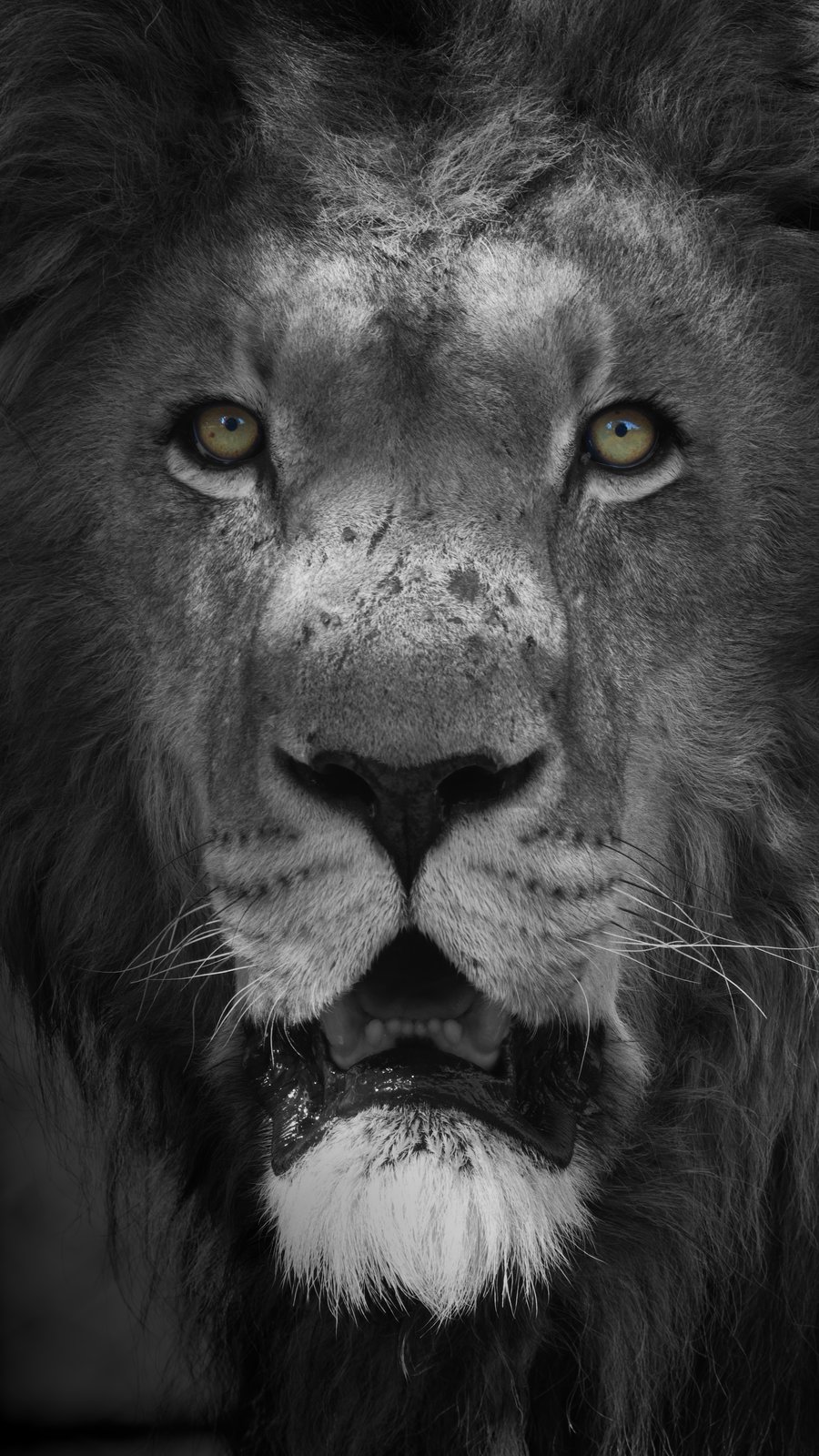 The Gaze — male lion, head-on portrait, black and white with amber eyes