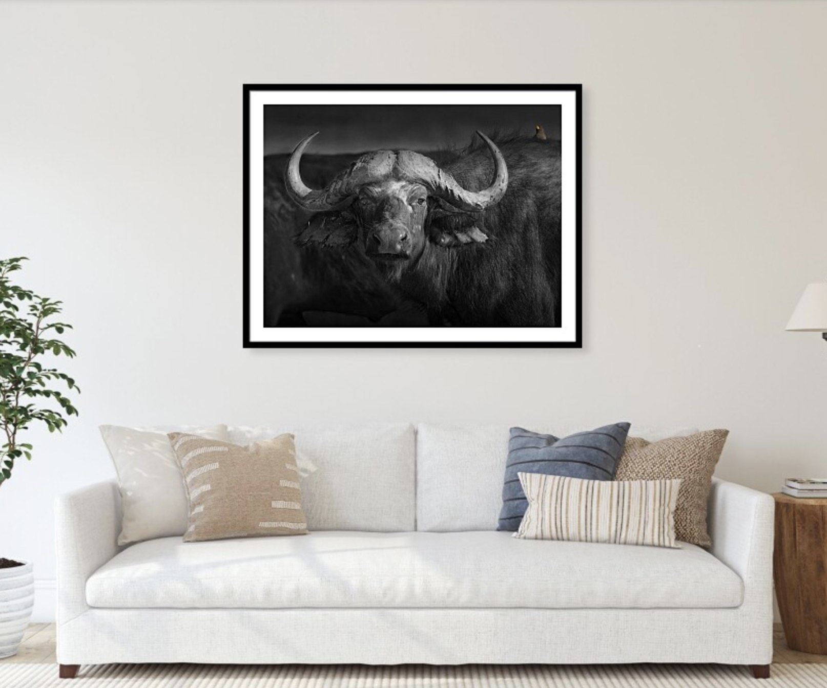 The Sentinel, framed black-and-white print of a Cape buffalo hanging above a sofa