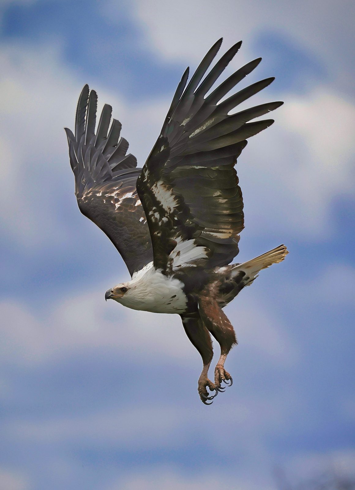 African fish eagle, lifting off, Zimbabwe