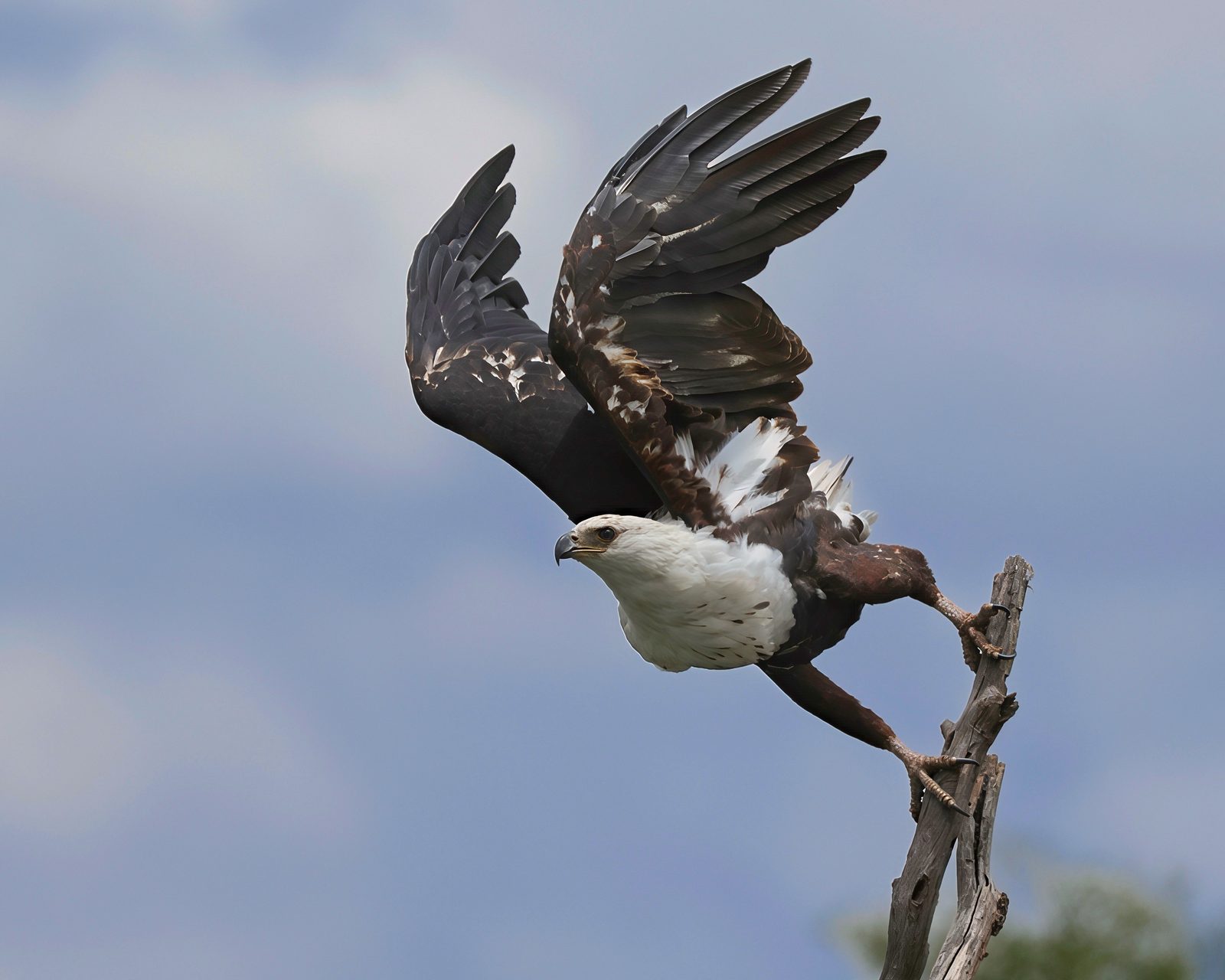 African fish eagle, take-off, Zimbabwe
