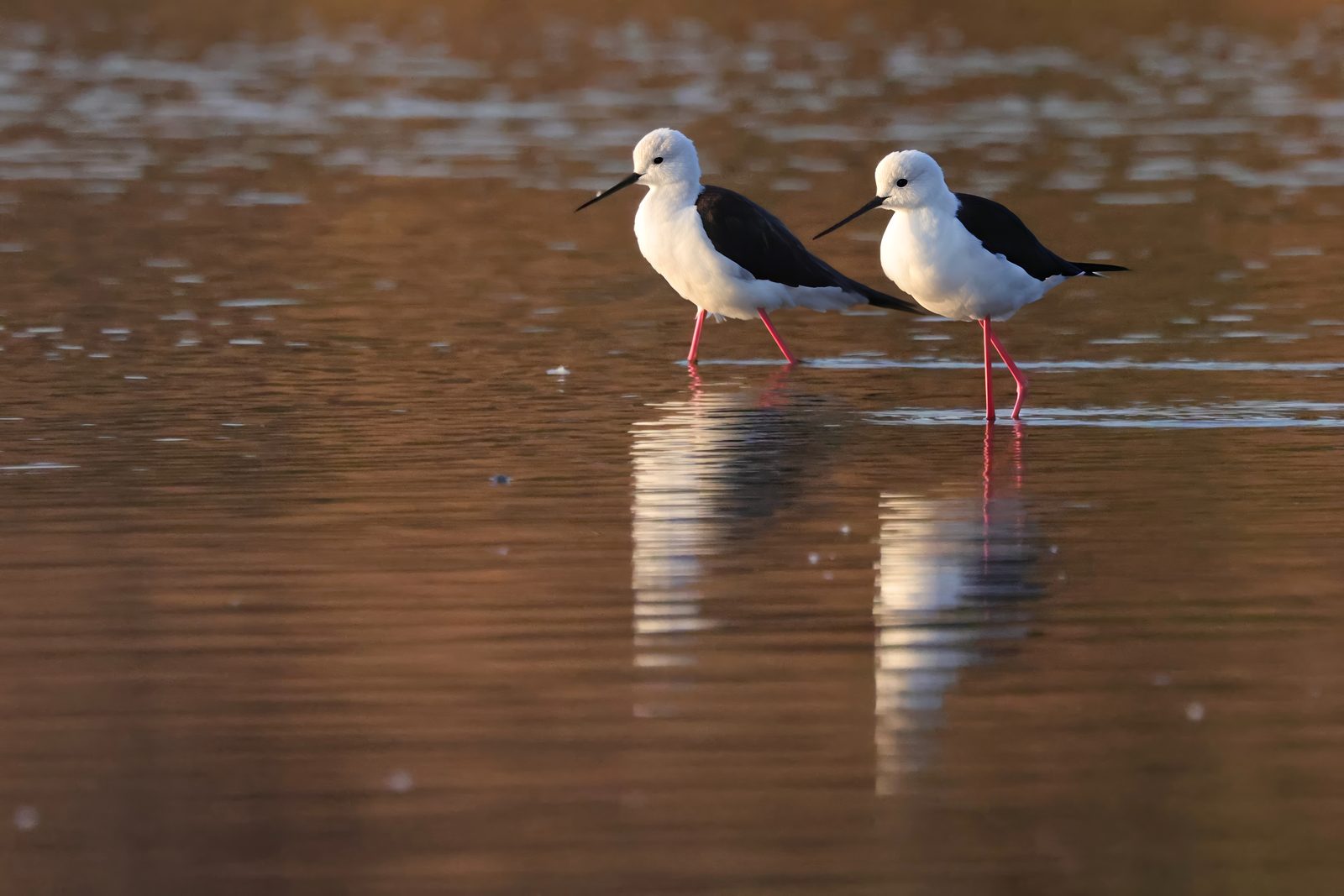 Black-winged stilts, pair, Zimbabwe
