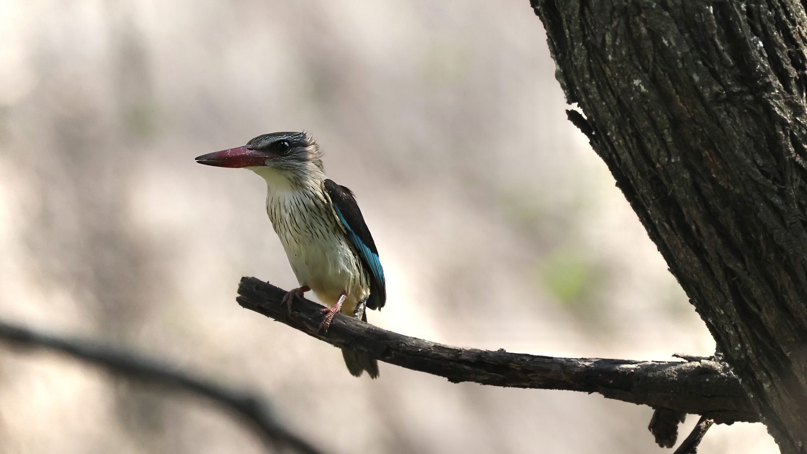 Brown-hooded kingfisher, perched, Zimbabwe