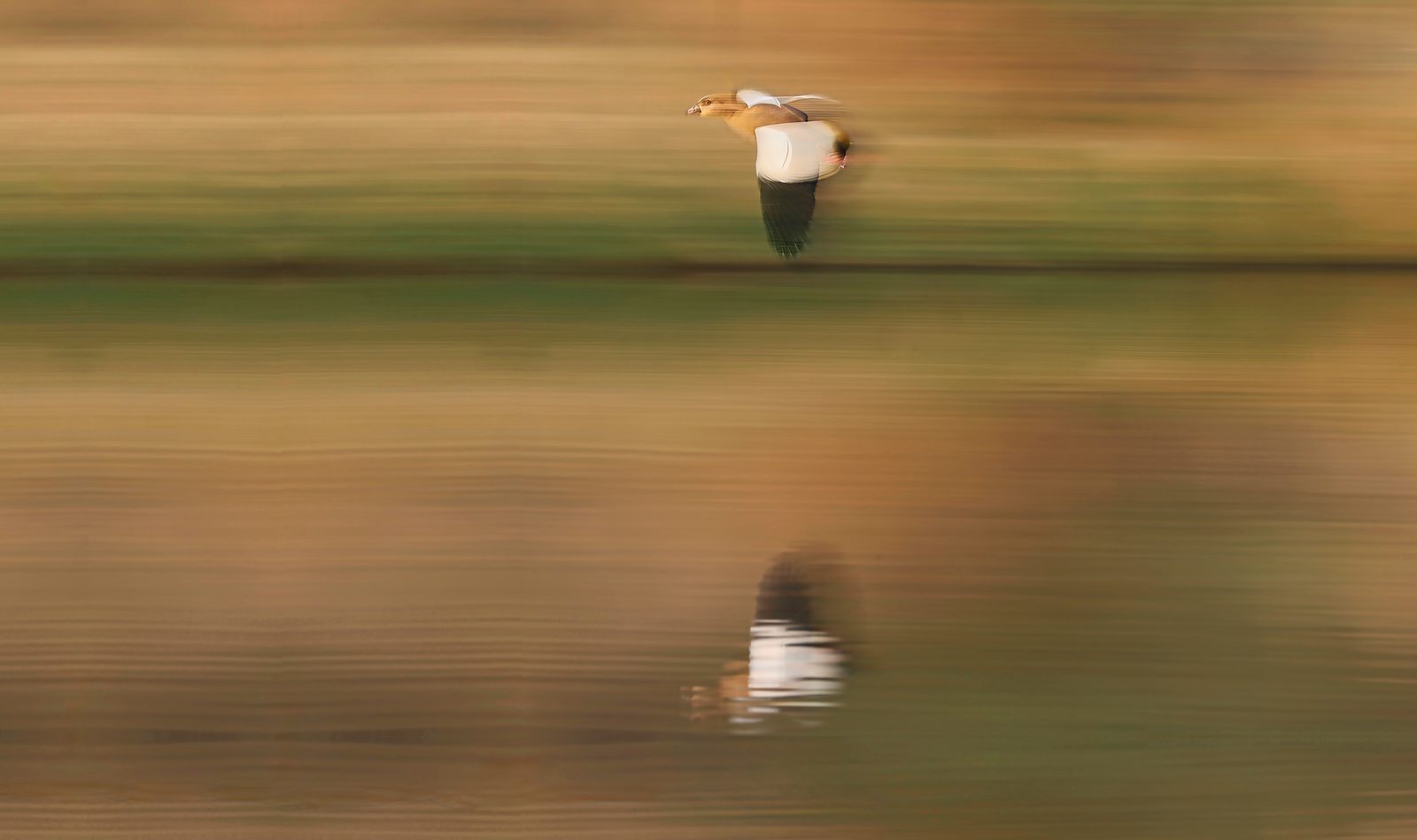 Duck in flight, panned abstract, Zimbabwe