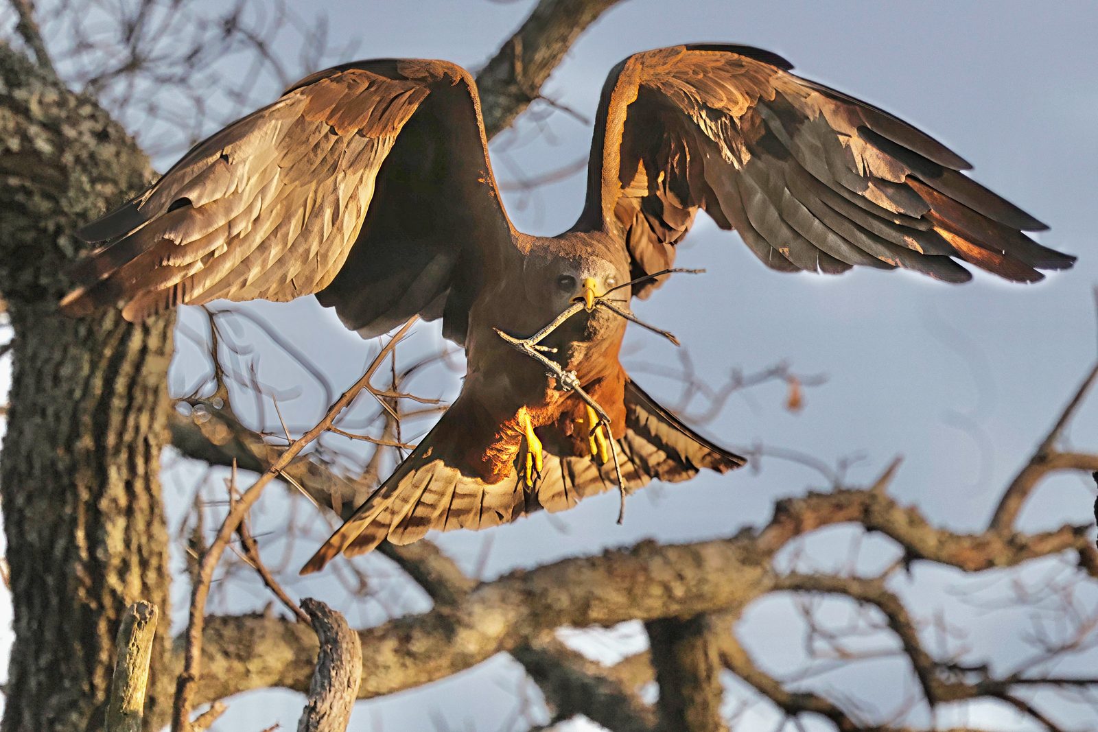Eagle, landing with nesting material (ID unconfirmed), Zimbabwe