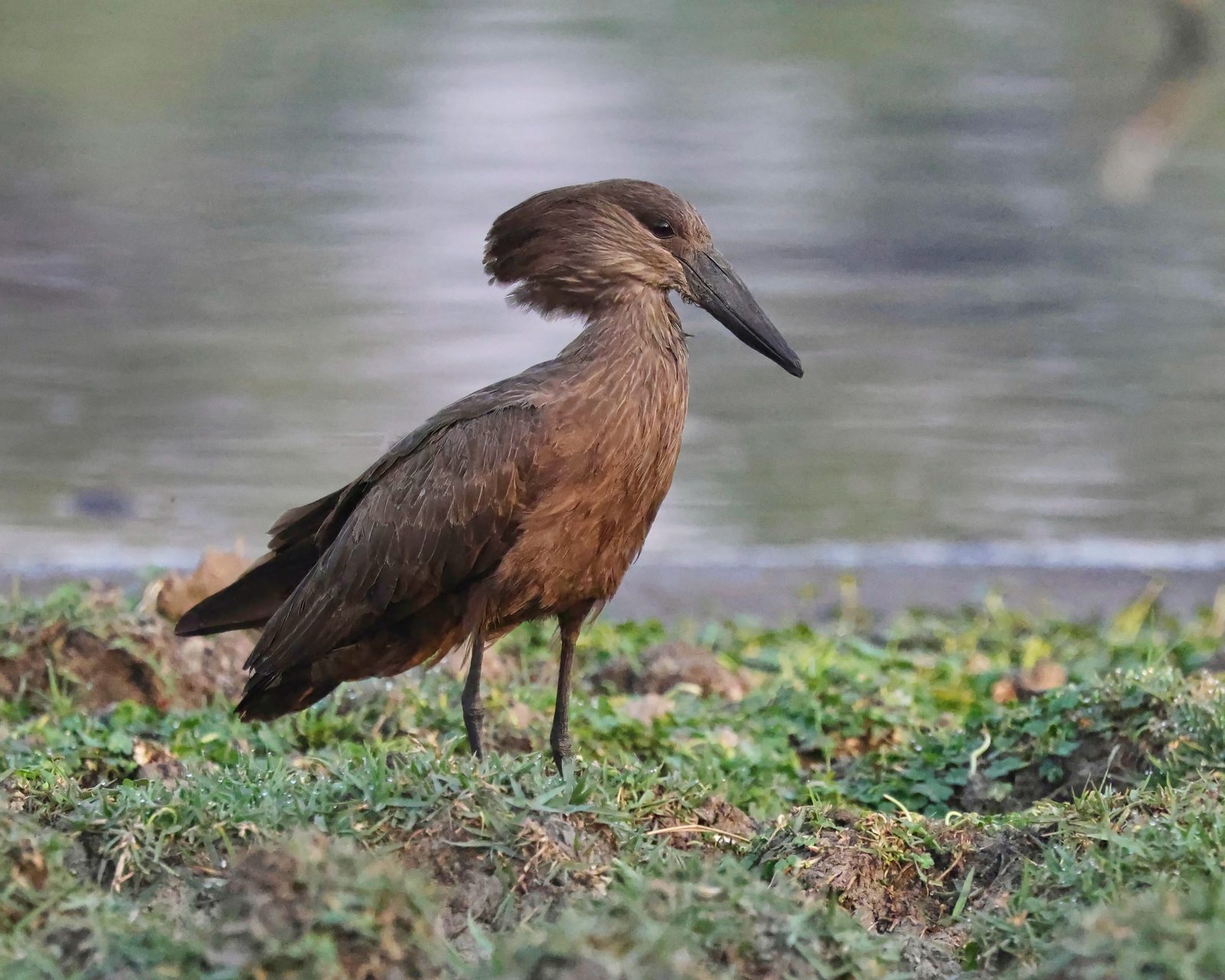 Hamerkop, at the water's edge, Zimbabwe