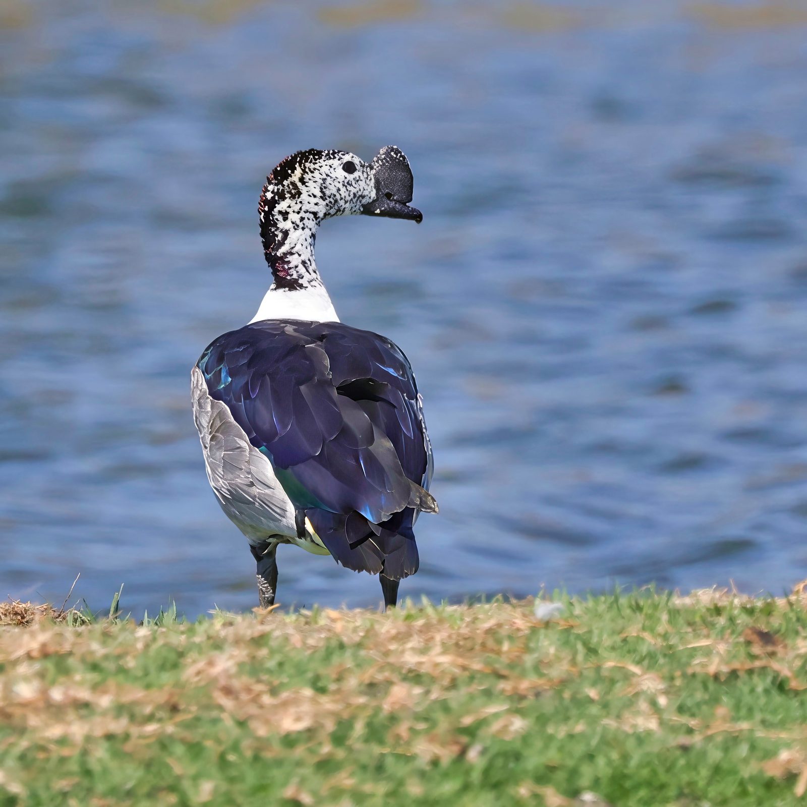 Knob-billed duck, Zimbabwe