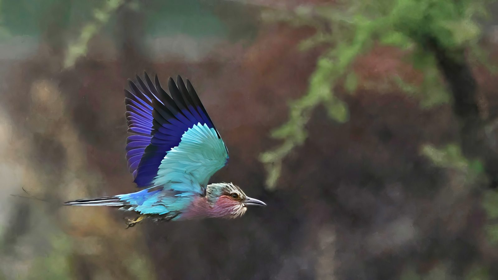 Lilac-breasted roller, in flight, Zimbabwe