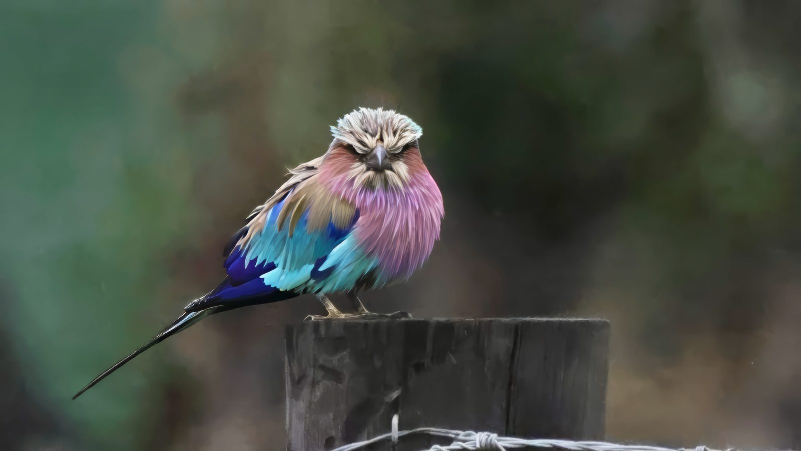 Lilac-breasted roller, perched, Zimbabwe