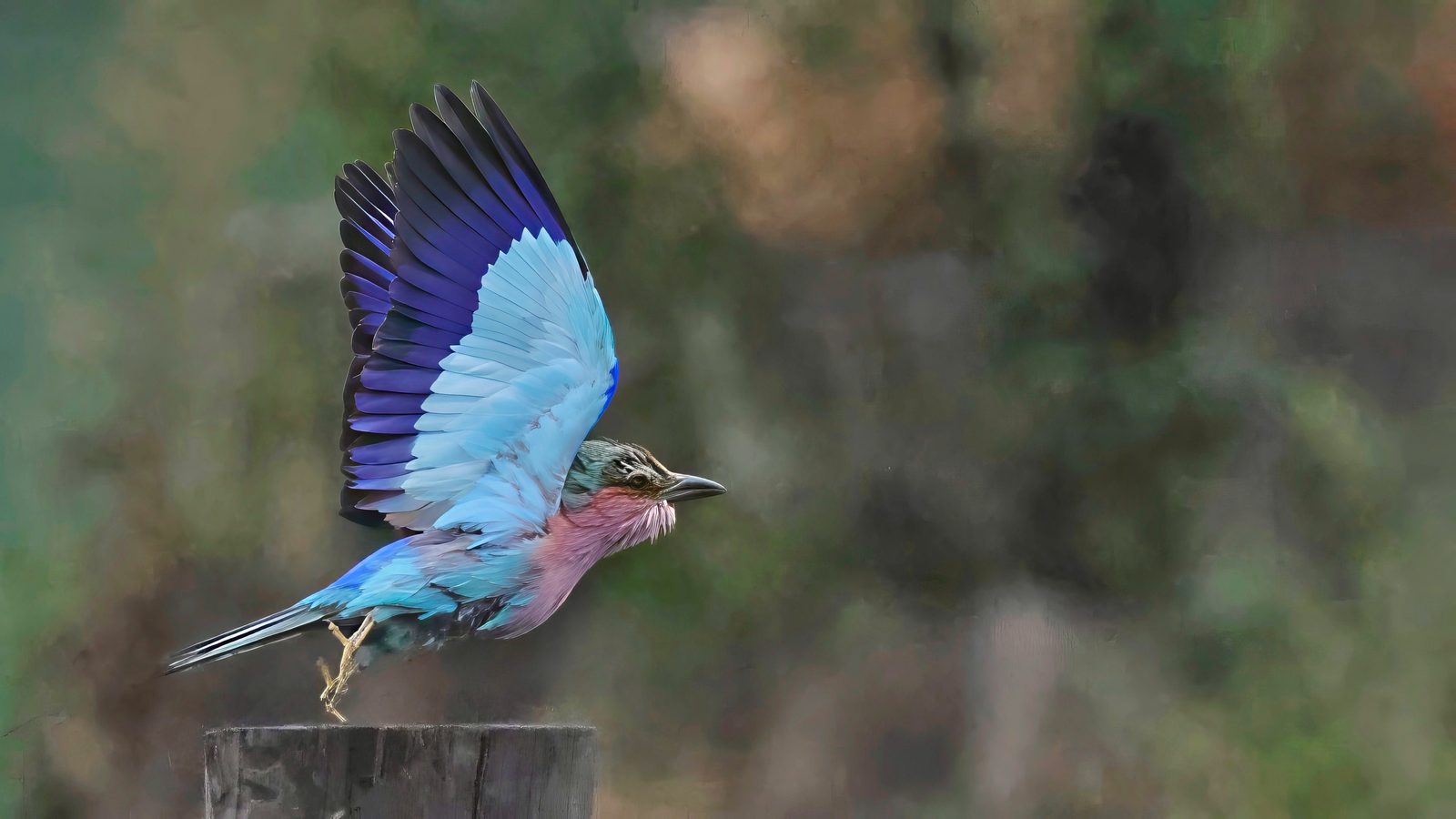 Lilac-breasted roller, take-off, Zimbabwe