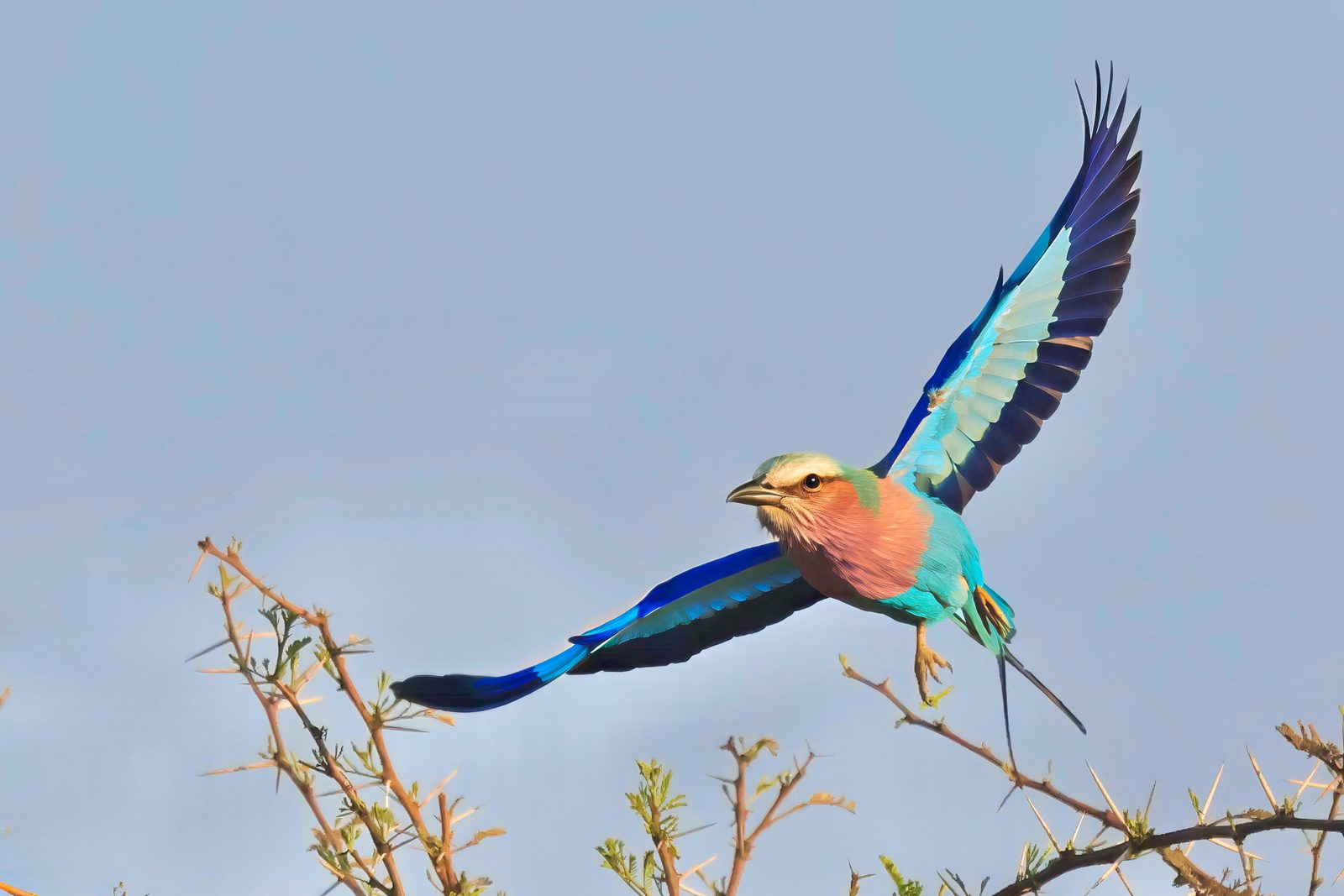 Lilac-breasted roller, wings spread, Zimbabwe