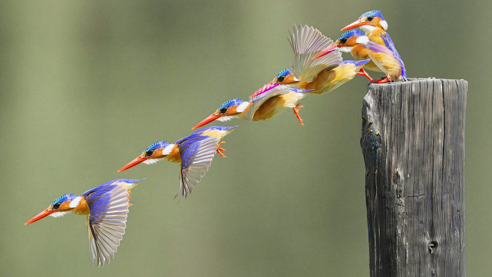 Malachite kingfisher, dive sequence (composite), Zimbabwe